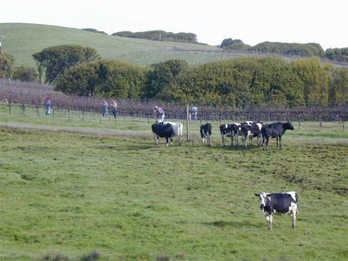 Point Reyes Vineyard Inn 加利福尼亚城 外观 照片