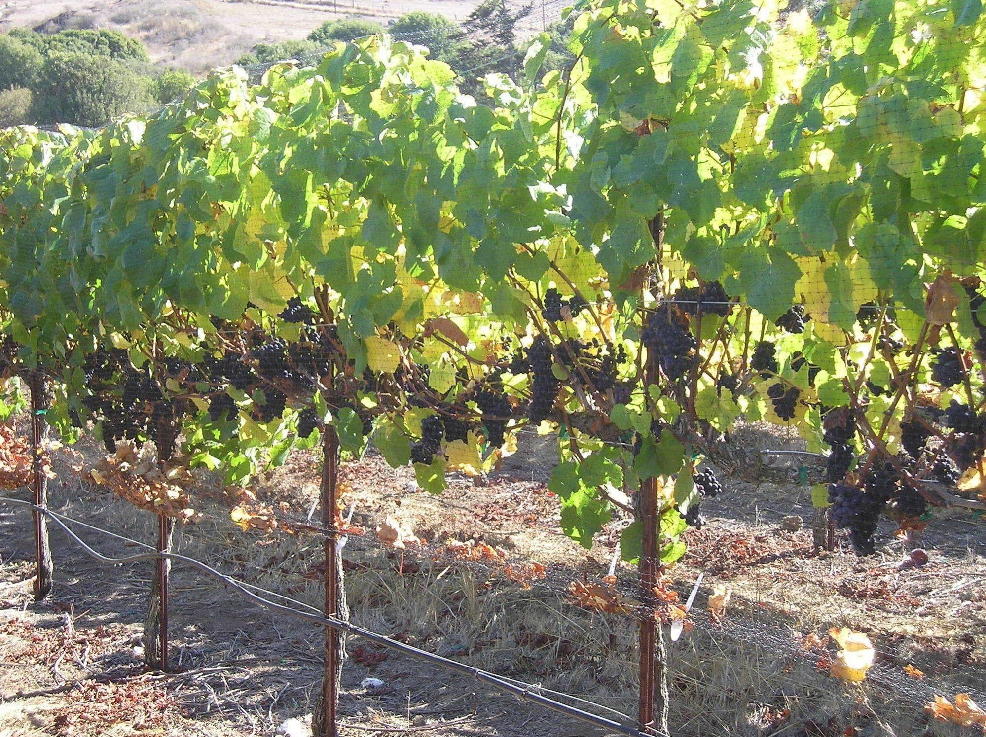 Point Reyes Vineyard Inn 加利福尼亚城 外观 照片