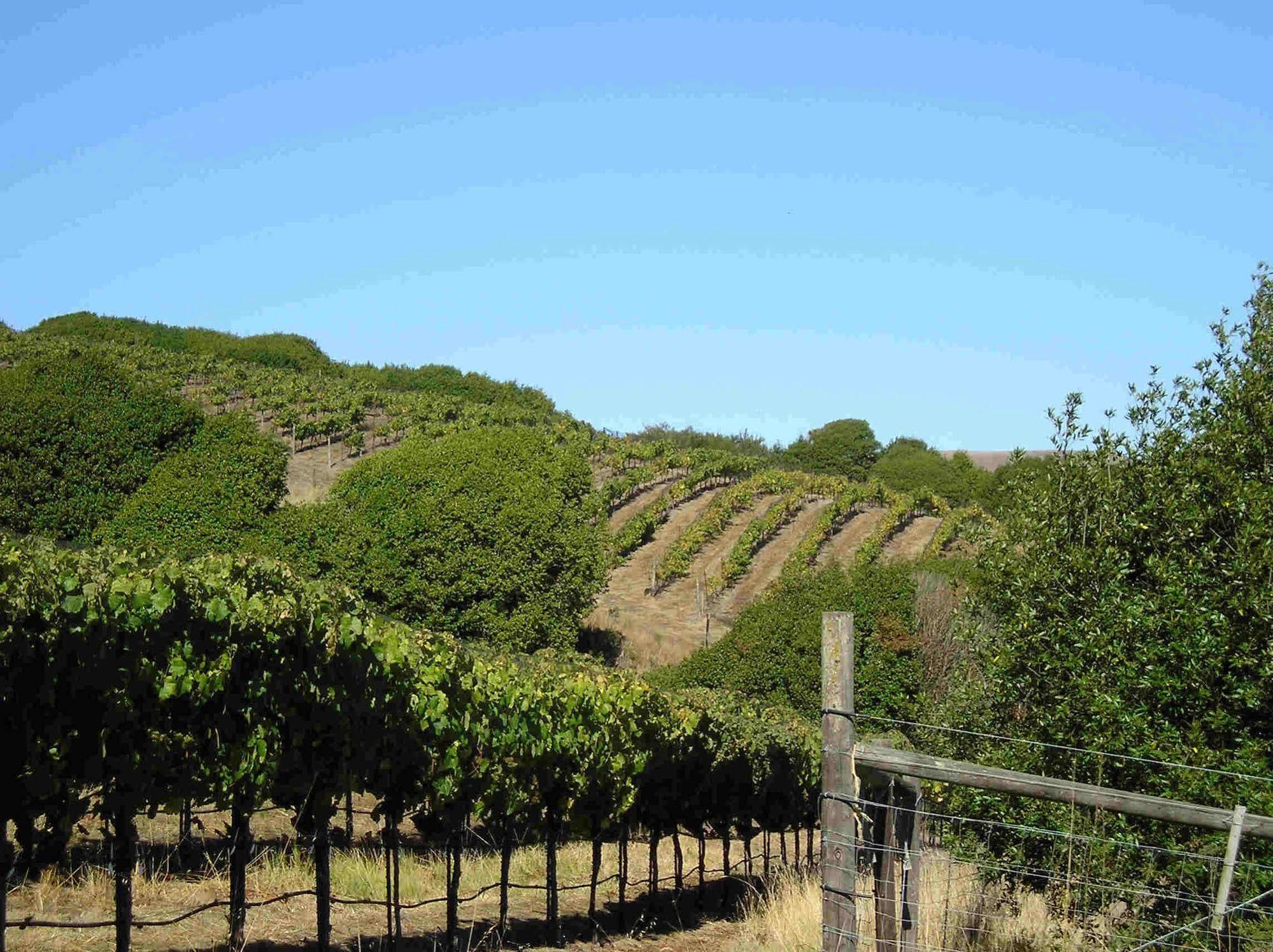 Point Reyes Vineyard Inn 加利福尼亚城 外观 照片